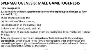 SPERMATOGENESIS: MALE GAMETOGENESIS
• Spermiogenesis
1. Spermatids undergo a postmeiotic series of morphological changes to form
sperm (23, 1N).
These changes include the
(a) formation of the acrosome,
(b) condensation of the nucleus, and
(c) formation of head, neck, and tail.
The total time of sperm formation (from spermatogonia to spermatozoa) is about
64 days.
2. Newly ejaculated sperm are incapable of fertilization until they undergo
capacitation, which occurs in the female reproductive tract and involves the
unmasking of sperm glycosyltransferases and the removal of adherent plasma
proteins coating the surface of the sperm.
Dr.Shitu 13
 