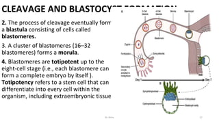 CLEAVAGE AND BLASTOCYST FORMATION
2. The process of cleavage eventually forms
a blastula consisting of cells called
blastomeres.
3. A cluster of blastomeres (16–32
blastomeres) forms a morula.
4. Blastomeres are totipotent up to the
eight-cell stage (i.e., each blastomere can
form a complete embryo by itself ).
Totipotency refers to a stem cell that can
differentiate into every cell within the
organism, including extraembryonic tissues.
Dr.Shitu 17
 