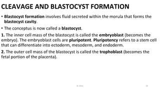 CLEAVAGE AND BLASTOCYST FORMATION
• Blastocyst formation involves fluid secreted within the morula that forms the
blastocyst cavity.
• The conceptus is now called a blastocyst.
1. The inner cell mass of the blastocyst is called the embryoblast (becomes the
embryo). The embryoblast cells are pluripotent. Pluripotency refers to a stem cell
that can differentiate into ectoderm, mesoderm, and endoderm.
2. The outer cell mass of the blastocyst is called the trophoblast (becomes the
fetal portion of the placenta).
Dr.Shitu 18
 