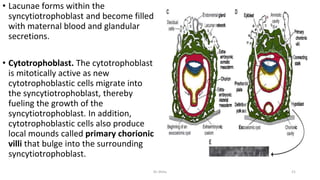 • Lacunae forms within the
syncytiotrophoblast and become filled
with maternal blood and glandular
secretions.
• Cytotrophoblast. The cytotrophoblast
is mitotically active as new
cytotrophoblastic cells migrate into
the syncytiotrophoblast, thereby
fueling the growth of the
syncytiotrophoblast. In addition,
cytotrophoblastic cells also produce
local mounds called primary chorionic
villi that bulge into the surrounding
syncytiotrophoblast.
Dr.Shitu 21
 