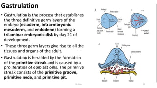 Gastrulation
• Gastrulation is the process that establishes
the three definitive germ layers of the
embryo (ectoderm, intraembryonic
mesoderm, and endoderm) forming a
trilaminar embryonic disk by day 21 of
development.
• These three germ layers give rise to all the
tissues and organs of the adult.
• Gastrulation is heralded by the formation
of the primitive streak and is caused by a
proliferation of epiblast cells. The primitive
streak consists of the primitive groove,
primitive node, and primitive pit.
Dr.Shitu 25
 