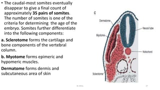• The caudal-most somites eventually
disappear to give a final count of
approximately 35 pairs of somites.
The number of somites is one of the
criteria for determining the age of the
embryo. Somites further differentiate
into the following components:
a. Sclerotome forms the cartilage and
bone components of the vertebral
column.
b. Myotome forms epimeric and
hypomeric muscles.
Dermatome forms dermis and
subcutaneous area of skin
Dr.Shitu 27
 