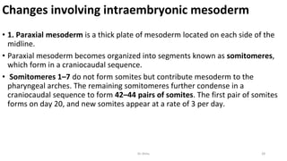 Changes involving intraembryonic mesoderm
• 1. Paraxial mesoderm is a thick plate of mesoderm located on each side of the
midline.
• Paraxial mesoderm becomes organized into segments known as somitomeres,
which form in a craniocaudal sequence.
• Somitomeres 1–7 do not form somites but contribute mesoderm to the
pharyngeal arches. The remaining somitomeres further condense in a
craniocaudal sequence to form 42–44 pairs of somites. The first pair of somites
forms on day 20, and new somites appear at a rate of 3 per day.
Dr.Shitu 28
 