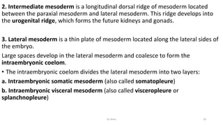 2. Intermediate mesoderm is a longitudinal dorsal ridge of mesoderm located
between the paraxial mesoderm and lateral mesoderm. This ridge develops into
the urogenital ridge, which forms the future kidneys and gonads.
3. Lateral mesoderm is a thin plate of mesoderm located along the lateral sides of
the embryo.
Large spaces develop in the lateral mesoderm and coalesce to form the
intraembryonic coelom.
• The intraembryonic coelom divides the lateral mesoderm into two layers:
a. Intraembryonic somatic mesoderm (also called somatopleure)
b. Intraembryonic visceral mesoderm (also called visceropleure or
splanchnopleure)
Dr.Shitu 29
 