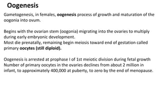 Oogenesis
Gametogenesis, in females, oogenesis process of growth and maturation of the
oogonia into ovum.
Begins with the ovarian stem (oogonia) migrating into the ovaries to multiply
during early embryonic development.
Most die prenatally, remaining begin meiosis toward end of gestation called
primary oocytes (still diploid).
Oogenesis is arrested at prophase I of 1st meiotic division during fetal growth
Number of primary oocytes in the ovaries declines from about 2 million in
infant, to approximately 400,000 at puberty, to zero by the end of menopause.
 