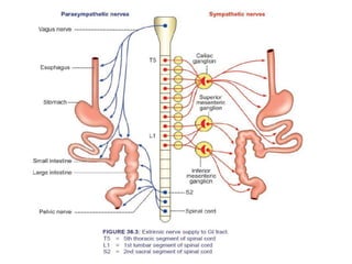 Extrinsic Innervation 1. Overview of The Digestive system by D Siwale.pptx