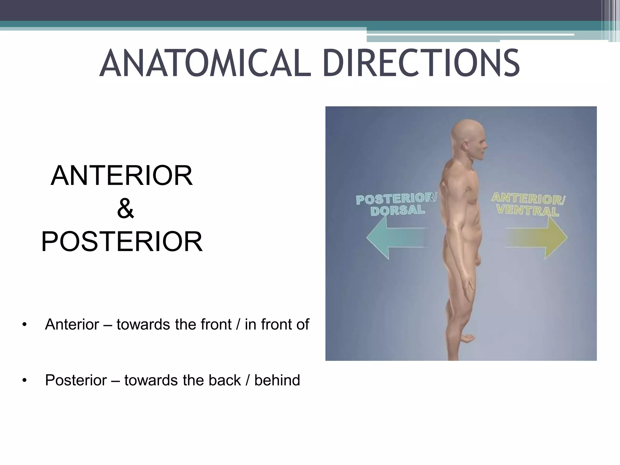 1 Anatomy Introduction Nomenclature pptx 1-anatomy-introduction-nomenclature-pptx