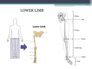 Limbs Reference 1. Anatomy Introduction & Nomenclature.pptx