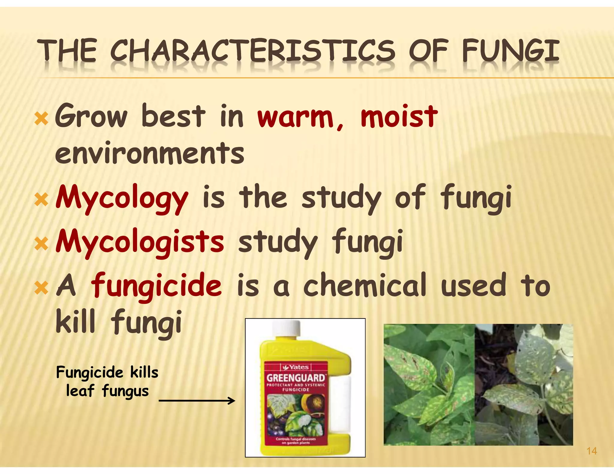 1. General Characters of Fungi.pdf | Gardening | Home & Garden