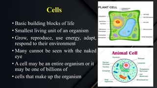 Cells
• Basic building blocks of life
• Smallest living unit of an organism
• Grow, reproduce, use energy, adapt,
respond to their environment
• Many cannot be seen with the naked
eye
• A cell may be an entire organism or it
may be one of billions of
• cells that make up the organism
 