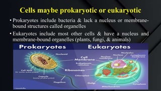 Cells maybe prokaryotic or eukaryotic
• Prokaryotes include bacteria & lack a nucleus or membrane-
bound structures called organelles
• Eukaryotes include most other cells & have a nucleus and
membrane-bound organelles (plants, fungi, & animals)
 
