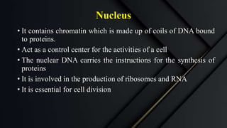 Nucleus
• It contains chromatin which is made up of coils of DNA bound
to proteins.
• Act as a control center for the activities of a cell
• The nuclear DNA carries the instructions for the synthesis of
proteins
• It is involved in the production of ribosomes and RNA
• It is essential for cell division
 