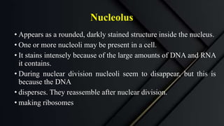 Nucleolus
• Appears as a rounded, darkly stained structure inside the nucleus.
• One or more nucleoli may be present in a cell.
• It stains intensely because of the large amounts of DNA and RNA
it contains.
• During nuclear division nucleoli seem to disappear, but this is
because the DNA
• disperses. They reassemble after nuclear division.
• making ribosomes
 