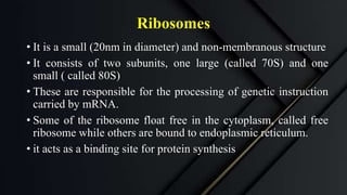 Ribosomes
• It is a small (20nm in diameter) and non-membranous structure
• It consists of two subunits, one large (called 70S) and one
small ( called 80S)
• These are responsible for the processing of genetic instruction
carried by mRNA.
• Some of the ribosome float free in the cytoplasm, called free
ribosome while others are bound to endoplasmic reticulum.
• it acts as a binding site for protein synthesis
 