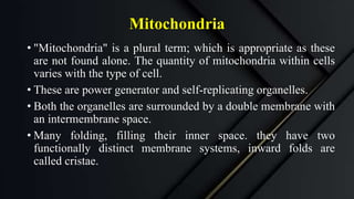 Mitochondria
• "Mitochondria" is a plural term; which is appropriate as these
are not found alone. The quantity of mitochondria within cells
varies with the type of cell.
• These are power generator and self-replicating organelles.
• Both the organelles are surrounded by a double membrane with
an intermembrane space.
• Many folding, filling their inner space. they have two
functionally distinct membrane systems, inward folds are
called cristae.
 