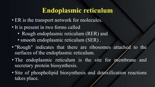 Endoplasmic reticulum
• ER is the transport network for molecules.
• It is present in two forms called
• Rough endoplasmic reticulum (RER) and
• smooth endoplasmic reticulum (SER) .
• "Rough" indicates that there are ribosomes attached to the
surfaces of the endoplasmic reticulum.
• The endoplasmic reticulum is the site for membrane and
secretary protein biosynthesis.
• Site of phospholipid biosynthesis and detoxification reactions
takes place.
 