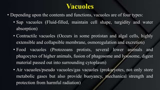 Vacuoles
• Depending upon the contents and functions, vacuoles are of four types:
• Sap vacuoles (Fluid-filled, maintain cell shape, turgidity and water
absorption)
• Contractile vacuoles (Occurs in some protistan and algal cells, highly
extensible and collapsible membrane, osmoregulation and excretion)
• Food vacuoles (Protozoans protists, several lower animals and
phagocytes of higher animals, fusion of phagosome and lysosome, digest
material passed out into surrounding cytoplasm)
• Air vacuoles/pseudo vacuoles/gas vacuoles (prokaryotes, not only store
metabolic gases but also provide buoyancy, mechanical strength and
protection from harmful radiation)
 