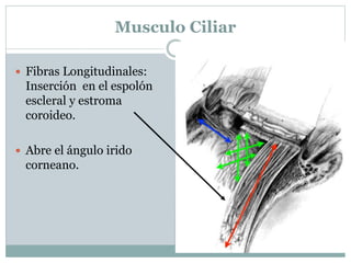 Musculo Ciliar
 Fibras Longitudinales:
Inserción en el espolón
escleral y estroma
coroideo.
 Abre el ángulo irido
corneano.
 