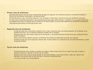  Primer mes de embarazo
I. Durante este primer mes se inicia el desarrollo de algunos órganos. En la tercera semana, el embrión empieza a
formar los dos lóbulos cerebrales y la espina dorsal.
II. Al final del primer mes, el embrión alcanza 7 mm de largo y mide más o menos lo que una semilla de manzana.
III. En este mes el embrión desarrolla unas protuberancias que luego serán brazos. La esfera a la que está unido es la
encargada de producir la sangre que circulara por el futuro bebe y un poco más adelante se convertirá en placenta.
IV. Vista lateral del embrión al final del primer mes.
 Segundo mes de embarazo
I. Al final de este mes, el embrión medirá 2.5 cm, más o menos lo que una fresa pequeña; sin embargo ya es
posible escuchar, con un aparato especial, el latido de su corazón.
II. Durante este mes, las manos están ya en formación, y se puede apreciar la base de lo que, posteriormente,
serán los dedos.
III. Hacia el final de la séptima semana, el embrión ha iniciado el desarrollo de todos sus órganos.
IV. Al final de este mes se le empieza a llamar feto. Pronto estará en condiciones de moverse libremente y podrá
chuparse el dedo.
 Tercer mes de embarazo
I. Al final del tercer mes, el feto se vuelve muy activo. Ahora mide unos 6.5 cm, pesa 18 g más o menos y
apenas comienza a abultar el vientre de su madre.
II. Durante este mes continua el desarrollo de las extremidades. Las manos tienen, cada vez, dedos mas
definidos, que le permitan al feto abrirlas y cerrarlas constantemente.
III. Los pies ya están muy desarrollados.
 
