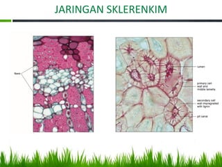 JARINGAN SKLERENKIM
 