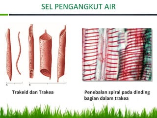 SEL PENGANGKUT AIR
Trakeid dan Trakea Penebalan spiral pada dinding
bagian dalam trakea
 