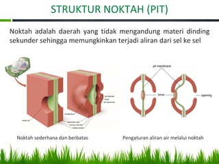 STRUKTUR NOKTAH (PIT)
Noktah sederhana dan berbatas
Noktah adalah daerah yang tidak mengandung materi dinding
sekunder sehingga memungkinkan terjadi aliran dari sel ke sel
Pengaturan aliran air melalui noktah
 