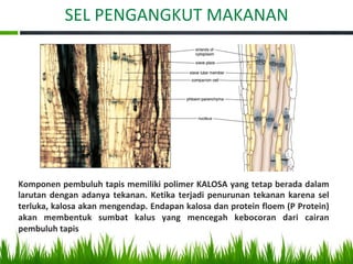 SEL PENGANGKUT MAKANAN
Komponen pembuluh tapis memiliki polimer KALOSA yang tetap berada dalam
larutan dengan adanya tekanan. Ketika terjadi penurunan tekanan karena sel
terluka, kalosa akan mengendap. Endapan kalosa dan protein floem (P Protein)
akan membentuk sumbat kalus yang mencegah kebocoran dari cairan
pembuluh tapis
 