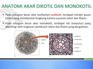 ANATOMI AKAR DIKOTIL DAN MONOKOTIL
§ Pada sebagian besar akar tumbuhan eudikotil, terdapat silinder pusat
(stele) yang membentuk lengkung karena susunan xilem dan floem.
§ Pada sebagian besar akar monokotil, terdapat inti (empulur) yang
dikelilingi oleh lingkaran pembuluh xilem dan floem yang bergantian.
 