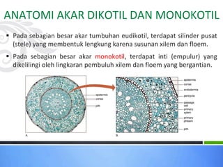 ANATOMI AKAR DIKOTIL DAN MONOKOTIL
§ Pada sebagian besar akar tumbuhan eudikotil, terdapat silinder pusat
(stele) yang membentuk lengkung karena susunan xilem dan floem.
§ Pada sebagian besar akar monokotil, terdapat inti (empulur) yang
dikelilingi oleh lingkaran pembuluh xilem dan floem yang bergantian.
 