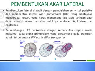 PEMBENTUKAN AKAR LATERAL
§ Pembentukan lateral diawali dengan pembelahan sel – sel perisikel
dan membentuk lateral root primordium (LRP) yang bentuknya
menyerupai kubah, yang harus menembus tiga lapis jaringan agar
dapat muncul keluar dari akar induknya: endodermis, korteks dan
epidermis.
§ Perkembangan LRP berkorelasi dengan kemunculan respon auksin
maksimal pada ujung primordium yang bergantung pada transport
auksin terperantarai PIN auxin efflux transporter
 