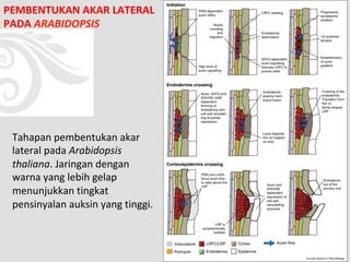 PEMBENTUKAN AKAR LATERAL
PADA ARABIDOPSIS
Tahapan pembentukan akar
lateral pada Arabidopsis
thaliana. Jaringan dengan
warna yang lebih gelap
menunjukkan tingkat
pensinyalan auksin yang tinggi.
 