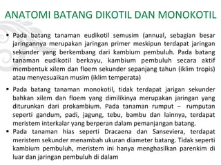 ANATOMI BATANG DIKOTIL DAN MONOKOTIL
§ Pada batang tanaman eudikotil semusim (annual, sebagian besar
jaringannya merupakan jaringan primer meskipun terdapat jaringan
sekunder yang berkembang dari kambium pembuluh. Pada batang
tanaman eudikotil berkayu, kambium pembuluh secara aktif
membentuk xilem dan floem sekunder sepanjang tahun (iklim tropis)
atau menyesuaikan musim (iklim temperata)
§ Pada batang tanaman monokotil, tidak terdapat jarigan sekunder
bahkan xilem dan floem yang dimilikinya merupakan jaringan yang
diturunkan dari prokambium. Pada tanaman rumput – rumputan
seperti gandum, padi, jagung, tebu, bambu dan lainnya, terdapat
meristem interkalar yang berperan dalam pemanjangan batang.
§ Pada tanaman hias seperti Dracaena dan Sanseviera, terdapat
meristem sekunder menambah ukuran diameter batang. Tidak seperti
kambium pembuluh, meristem ini hanya menghasilkan parenkim di
luar dan jaringan pembuluh di dalam
 