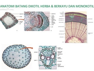 ANATOMI BATANG DIKOTIL HERBA & BERKAYU DAN MONOKOTIL
 