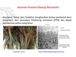 Anomali Anatomi Batang Monokotil
Dracaena, Yucca, dan Cordyline menghasilkan berkas pembuluh baru
(sekunder) dari secondary thickening meristem (STM) dan dapat
membentuk pohon yang besar
Tanaman Yucca Irisan melintang batang Dracaena
 