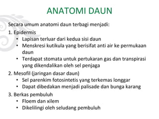 ANATOMI DAUN
Secara umum anatomi daun terbagi menjadi:
1. Epidermis
• Lapisan terluar dari kedua sisi daun
• Menskresi kutikula yang berisifat anti air ke permukaan
daun
• Terdapat stomata untuk pertukaran gas dan transpirasi
yang dikendalikan oleh sel penjaga
2. Mesofil (jaringan dasar daun)
• Sel parenkim fotosintetis yang terkemas longgar
• Dapat dibedakan menjadi palisade dan bunga karang
3. Berkas pembuluh
• Floem dan xilem
• Dikelilingi oleh seludang pembuluh
 