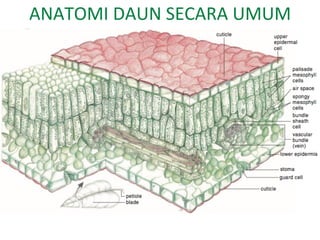 ANATOMI DAUN SECARA UMUM
 