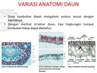 VARIASI ANATOMI DAUN
• Daun tumbuhan dapat mengalami evolusi sesuai dengan
habitatnya.
• Dengan melihat struktur daun, tipe lingkungan tempat
tumbuhan hidup dapat diketahui.
Daun tumbuhan di habitat kering Daun tumbuhan terpapar cahaya
penuh (atas) dan ternaungi
(bawah)
Daun tumbuhan akuatik terapung
 