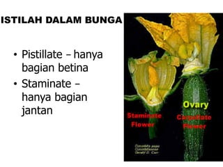 ISTILAH DALAM BUNGA
• Pistillate – hanya
bagian betina
• Staminate –
hanya bagian
jantan
 