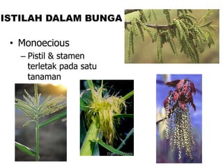 • Monoecious
– Pistil & stamen
terletak pada satu
tanaman
ISTILAH DALAM BUNGA
 