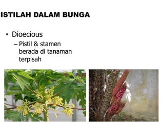 • Dioecious
– Pistil & stamen
berada di tanaman
terpisah
ISTILAH DALAM BUNGA
 