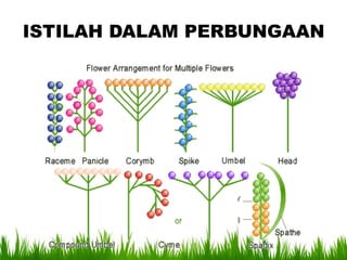 ISTILAH DALAM PERBUNGAAN
 