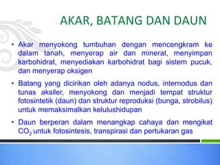 AKAR, BATANG DAN DAUN
• Akar menyokong tumbuhan dengan mencengkram ke
dalam tanah, menyerap air dan mineral, menyimpan
karbohidrat, menyediakan karbohidrat bagi sistem pucuk,
dan menyerap oksigen
• Batang yang dicirikan oleh adanya nodus, internodus dan
tunas aksiler, menyokong dan menjadi tempat struktur
fotosintetik (daun) dan struktur reproduksi (bunga, strobilus)
untuk memaksimalkan kelulushidupan
• Daun berperan dalam menangkap cahaya dan mengikat
CO2 untuk fotosintesis, transpirasi dan pertukaran gas
 