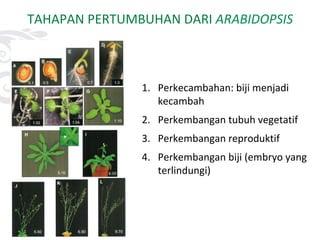 TAHAPAN PERTUMBUHAN DARI ARABIDOPSIS
1. Perkecambahan: biji menjadi
kecambah
2. Perkembangan tubuh vegetatif
3. Perkembangan reproduktif
4. Perkembangan biji (embryo yang
terlindungi)
 