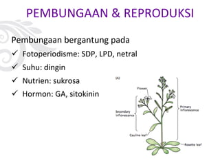 PEMBUNGAAN & REPRODUKSI
Pembungaan bergantung pada
ü Fotoperiodisme: SDP, LPD, netral
ü Suhu: dingin
ü Nutrien: sukrosa
ü Hormon: GA, sitokinin
 