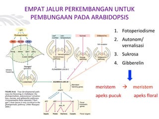 EMPAT JALUR PERKEMBANGAN UNTUK
PEMBUNGAAN PADA ARABIDOPSIS
1. Fotoperiodisme
2. Autonom/
vernalisasi
3. Sukrosa
4. Gibberelin
meristem à meristem
apeks pucuk apeks floral
 