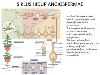 SIKLUS HIDUP ANGIOSPERMAE
• Involves the alternation of
haploid (gametophytic) and
diploid (sporophytic)
generations.
• The haploid meiotic products
produced in anthers
(microspores) and ovules
(megaspores)
• Division cycles to form
multicellular gametophytes, the
pollen grain (male
gametophyte) and embryo sac
(female gametophyte),
respectively.
 