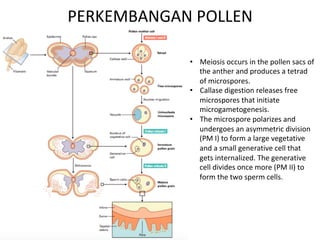 PERKEMBANGAN POLLEN
• Meiosis occurs in the pollen sacs of
the anther and produces a tetrad
of microspores.
• Callase digestion releases free
microspores that initiate
microgametogenesis.
• The microspore polarizes and
undergoes an asymmetric division
(PM I) to form a large vegetative
and a small generative cell that
gets internalized. The generative
cell divides once more (PM II) to
form the two sperm cells.
 