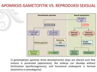 APOMIKSIS GAMETOFITIK VS. REPRODUKSI SEKSUAL
In gametophytic apomixis three developmental steps are altered such that
meiosis is prevented (apomeiosis), the embryo can develop without
fertilization (parthenogenesis), and functional endosperm is formed
(autonomy or pseudogamy).
 