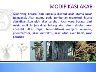 MODIFIKASI AKAR
Akar yang berasal dari radikula disebut akar utama (akar
tunggang). Akar utama pada tumbuhan monokotil hilang
dan digantikan oleh akar serabut. Akar yang berasal dari
selain radikula (misalnya batang atau daun) disebut akar
adventif. Akar dapat termodifikasi menjadi velamen,
pneumatofor, akar kontraktil, akar lutut, akar banir, akar
parasitik
 