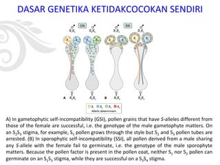 DASAR GENETIKA KETIDAKCOCOKAN SENDIRI
A) In gametophytic self-incompatibility (GSI), pollen grains that have S-alleles different from
those of the female are successful, i.e. the genotype of the male gametophyte matters. On
an S2S3 stigma, for example, S1 pollen grows through the style but S2 and S3 pollen tubes are
arrested. (B) In sporophytic self-incompatibility (SSI), all pollen derived from a male sharing
any S-allele with the female fail to germinate, i.e. the genotype of the male sporophyte
matters. Because the pollen factor is present in the pollen coat, neither S1 nor S2 pollen can
germinate on an S1S3 stigma, while they are successful on a S3S4 stigma.
 